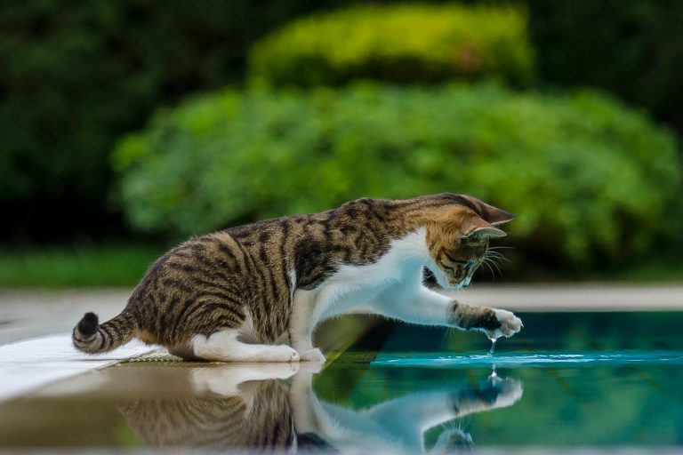 cat playing water of a clean pool